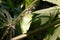 Mealy bug infested on papaya leaf