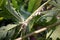 Mealy bug infested on papaya leaf