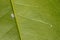 Mealy bugs on a calamandin leaf. Female adult and nymph.