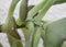 mealy bugs on succulents close-up