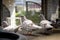 Mealy color homing pigeon bathing  in home loft
