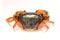 Mealy crab(Thaipotamon chulabhorn)