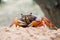 Mealy crab (Thaipotamon Chulabhorn)