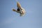 Mealy feather homing pigeon flying against clear blue sky