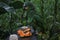 A mealy parrot, Amazona farinosa, hold in captivity in a zoo and eating papaya and maiz