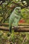 Mealy parrot in front of bougainvillea