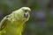 Mealy parrot portrait, Amazona farinosa. Large, bright green parrot of humid evergreen forest