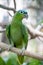 mealy parrot standing on the branch of a tree