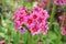 Mealy Primrose flowers - Primula Pulverulenta