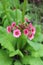 Mealy Primrose flowers - Primula Pulverulenta