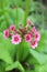 Mealy Primrose flowers - Primula Pulverulenta