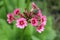 Mealy Primrose flowers - Primula Pulverulenta