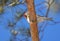 Mealy Redpoll, Grote Barmsijs, Carduelis flammea