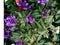 Mealy Sage, Salvia farinacea