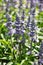 Mealy sage (Salvia farinacea)