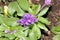 Mealy Sage, Salvia farinacea