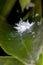 Mealybug