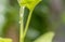 Mealybug infestation growth of plant. Macro of mealybug. Mealybugs on the okra plant.