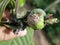 Mealybug insect attack on young guava fruit in viet Nam.