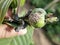 Mealybug insect attack on young guava fruit in viet Nam.