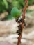 Mealybug insect attack on young mango fruit in viet Nam.