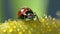 The Mealybug Ladybird