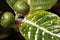 Mealybug on leaf figs. Plant aphid insect infestation