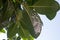 Mealybug on leaf figs. Plant aphid insect infestation Ficus elastica