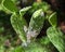 Mealybug pest on cactus