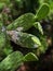 Mealybug pest on cactus