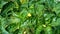 Mealybug pests on chili leaves