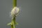 Mealybug, a small sap-sucking scaly insect close-up macro photograph