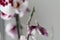 The mealybug that struck the phalaenopsis orchid