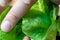 A mealybug on vegetables in salads