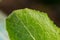 A mealybug on vegetables in salads