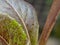 A mealybug on vegetables in salads