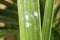 Mealybugs (long-tailed pseudococcus) on a palmtree leaf