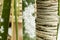 Mealybugs (long-tailed pseudococcus) on a palmtree leaf