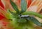 mealybugs and pests on orange dahlia