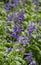 Mealycup sage blossom or salvia farinacea