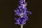 Mealycup sage Salvia farinacea