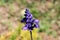 Mealycup sage or Salvia farinacea herbaceous perennial plant with blue to violet with white parts flowers on single stem