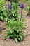 Mealycup sage or Salvia farinacea herbaceous perennial plants with violet blue spikes filled with flowers surrounded with green