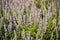 Mealycup sage (Salvia farinacea) white and purple flower background. Salvia farinacea, also known as mealycup sage, or mealy sage