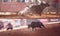 Mean Bucking Bull Rodeo Collage
