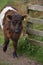 Meandering Belted Galloway Calf on a Spring Day