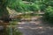 Meandering brook Boven Slinge in primeval forest Bekendelle near Winterswijk