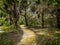 Meandering Forest Pathway in Sunlight and Shadows