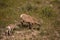 Meandering Pair of Bighorn Sheep in the Badlands