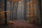 A meandering path cuts through a densely wooded forest, with tall trees encompassing the trail, A peaceful autumn forest with